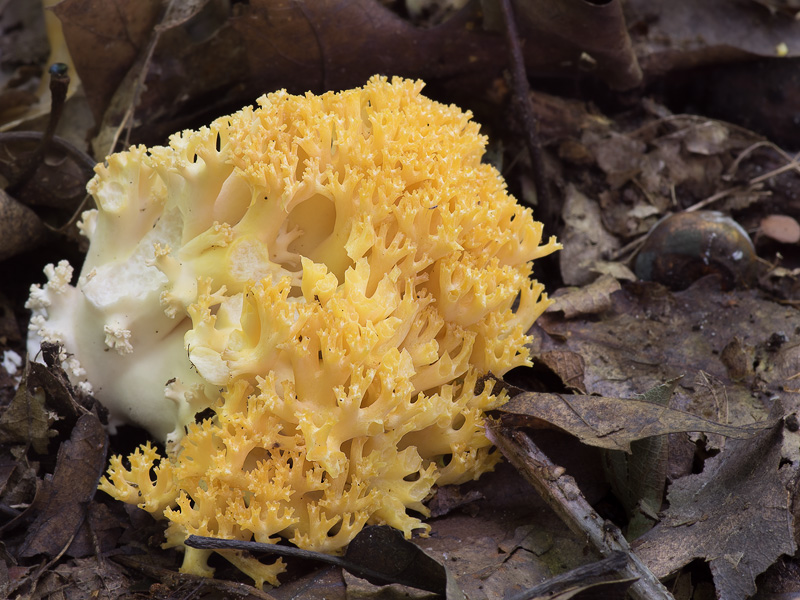 Ramaria flavobrunnescens